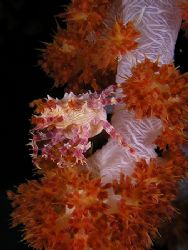 coral crab. Lot of patience by Cipriano Gonzalez 